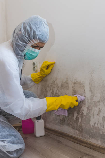 Dehumidification Services in Hollywood Park, TX