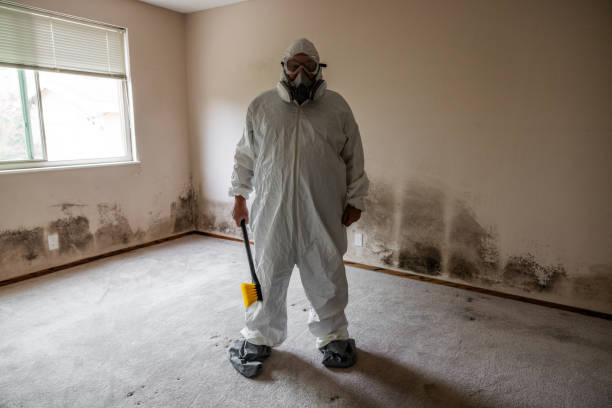 Best Basement Mold Removal  in Hollywood Park, TX